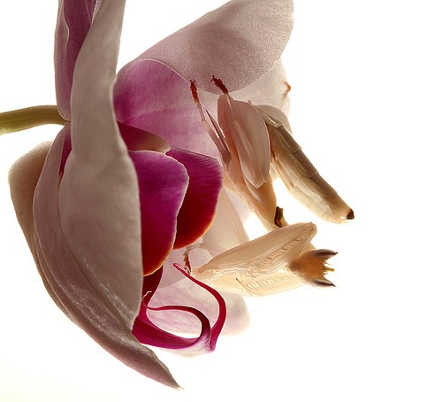 Orchid Mantis