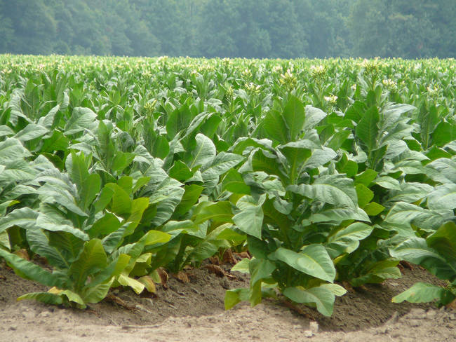 Tobacco slowly phasing out.