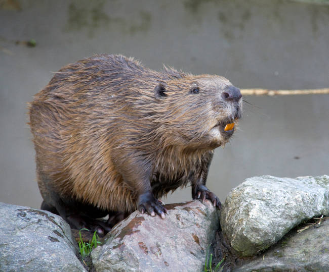 A beaver's teeth <a href="https://www.canadiangeographic.ca/kids/animal-facts/beaver.asp" target="_blank">never stop growing</a> but stay filed down with all their tree chewing.