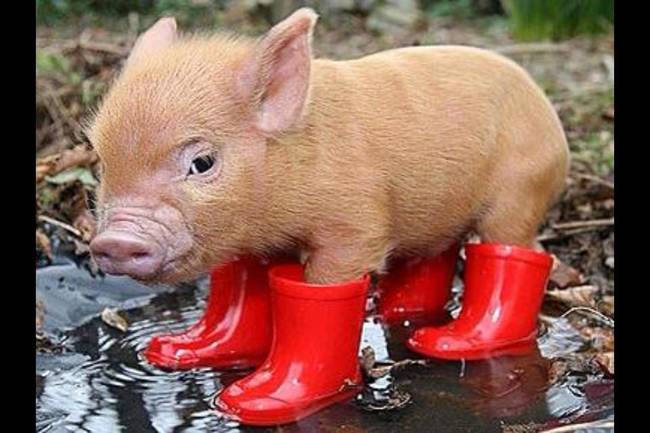 "Not sure how I feel about this wet thing yet, but I've totally got this."