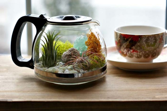 Really makes you think: What else can you upcycle into a terrarium?