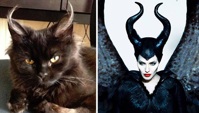 She's a better a Maleficent than Angelina!