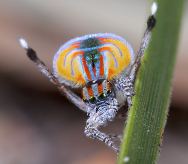 18.) Peacock Spider