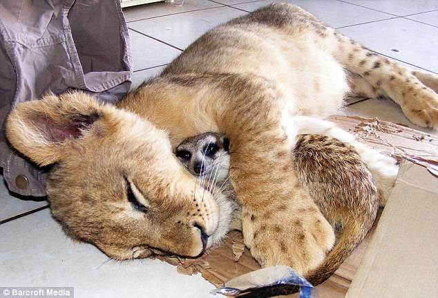 11.) As if Simba and Timon on <em>The Lion King</em> weren't cute enough, meet their real-life counterparts, Bob, the meerkat, and Zinzi, the abandoned lion cub.