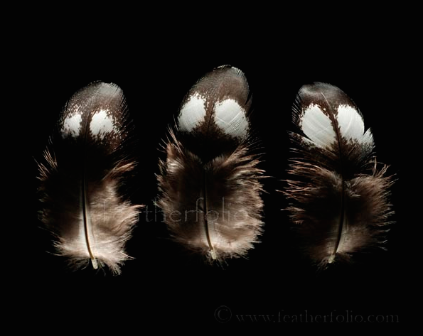 These downy feathers are from the capercaillie, a type of grouse. They look like little ghosts!