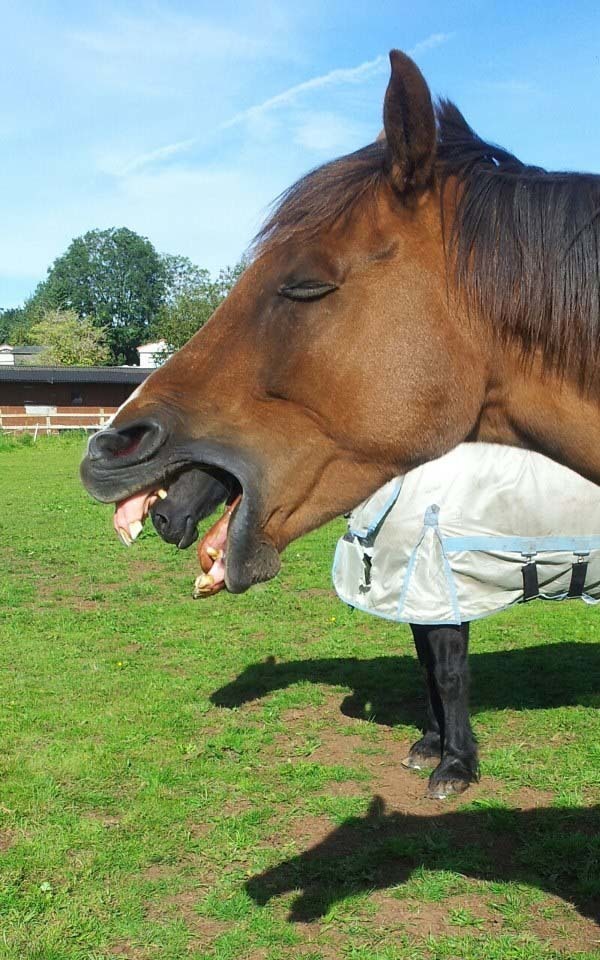 8.) Have you seen the movie Alien? It should have been called Horse.