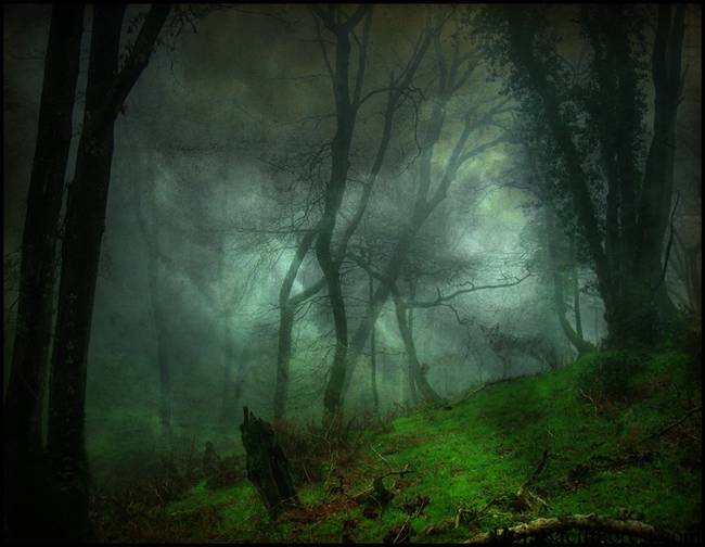 6.) Hoia-Baciu Forest, Romania.