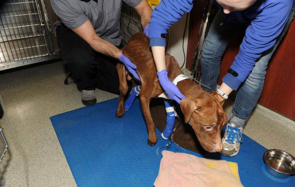 The 3-year-old dog's survival is not guaranteed, as she went without food and water for an extended period of time.