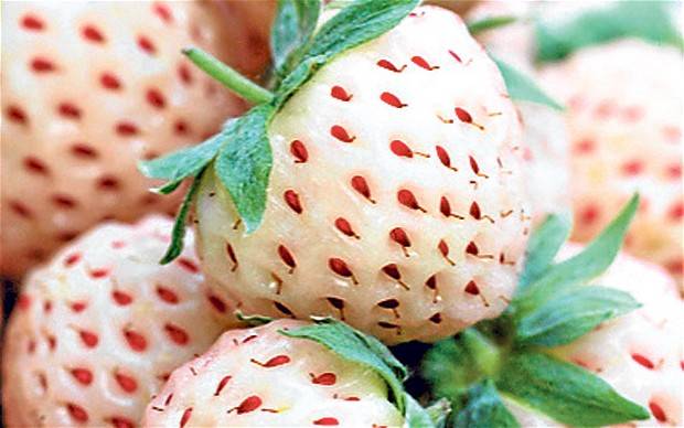 Pineberries