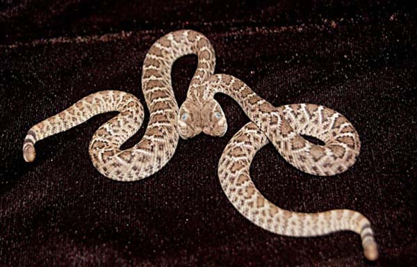 19.) Conjoined diamondback rattlesnakes: Found in Arizona at a construction site, these twins were taken to a vet and separated. Unfortunately, the lame snake didn't survive.