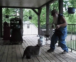 6.) Raccoons are excellent square dancing partners.