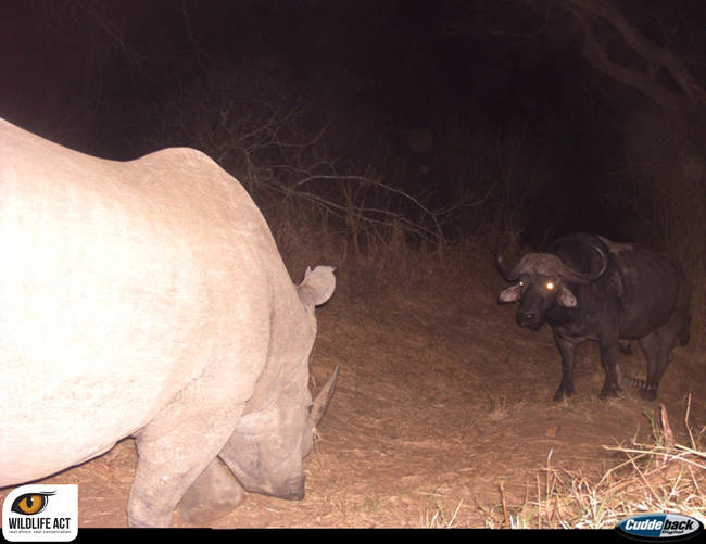 You can see in this photo of the three together (the genet is by the buffalo's legs) that tensions <em>do</em> seem a bit high.