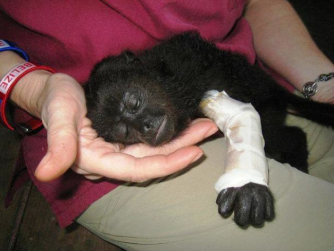 19.) This adorable baby howler monkey was nurtured following treatment for a serious arm injury.