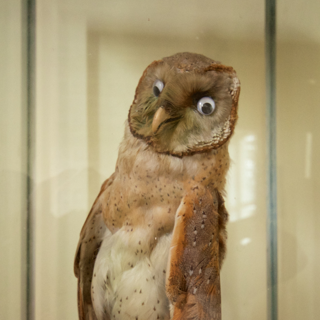 10.) Hoo! Hoo! Who did this awful taxidermy?