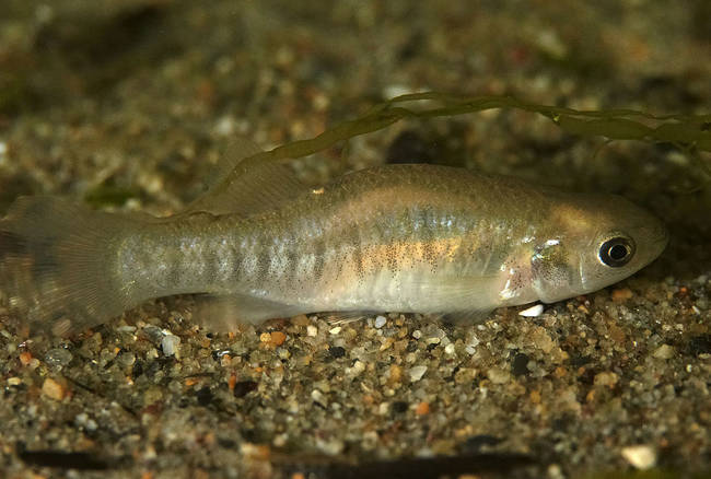 Mummichog