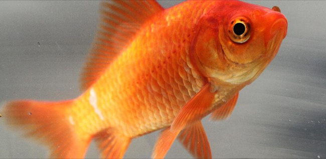 2.) A troubling of goldfish.