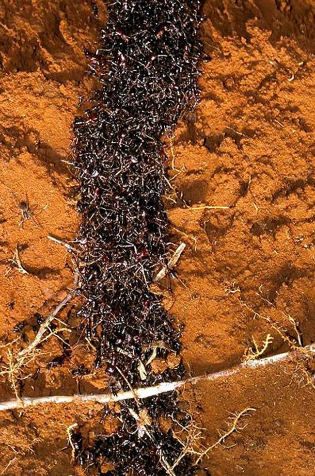 1.) Driver ants are nomadic.