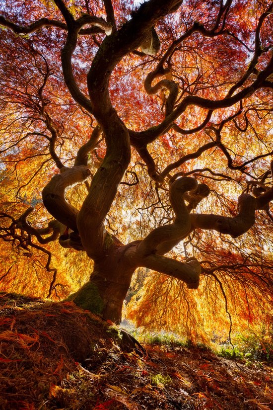 2. The Japanese Flame Tree.