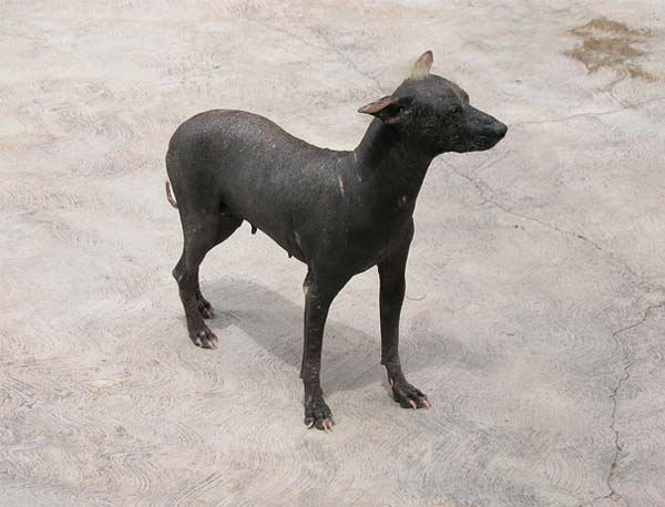 11.) Dogs: There are quite a few breeds of dogs that don't have hair, like this Peruvian Hairless.