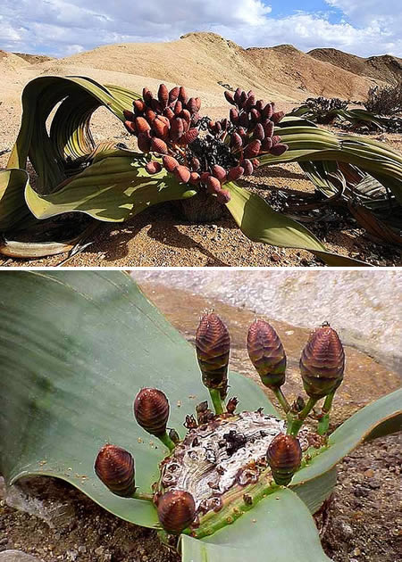 8.) Welwitschia mirabilis AKA the world's most resilient plant.