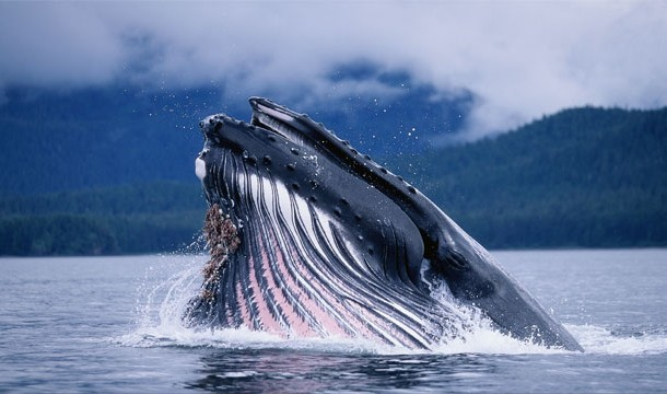 4.) The largest heart belongs to the blue whale, at over 1,500 lbs.