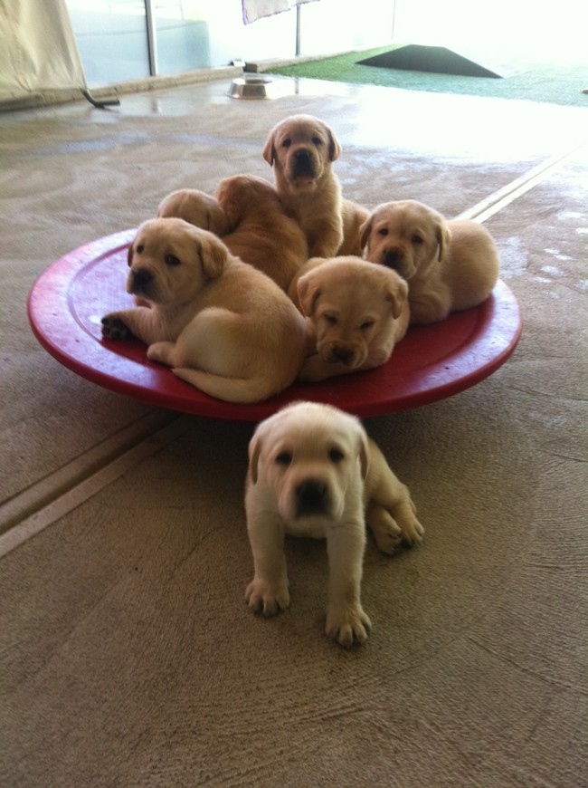 Isn't there some rule that says only one puppy per bowl allowed?