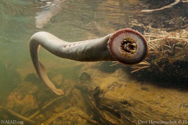 7.) The Lamprey.