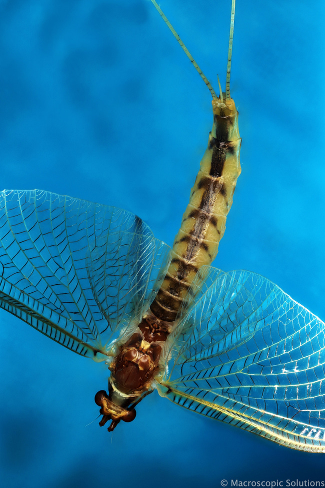 An adult Mayfly.