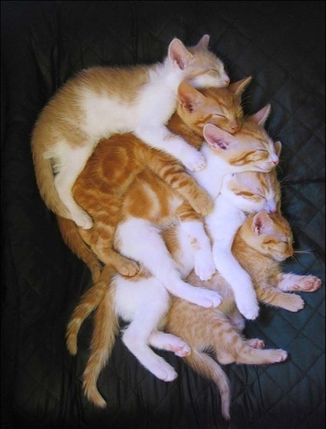 26.) This mess of cats is just too awesome.