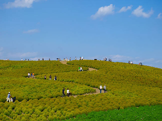 Hitachi Seaside Park - Japan.