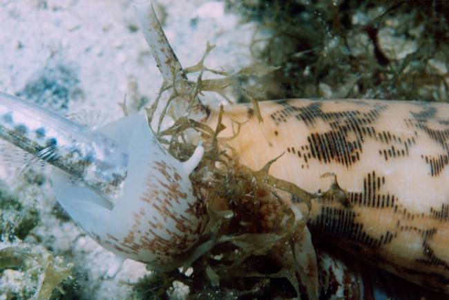 Cone snails shoot a poisonous dart that could easily kill an unsuspecting shell collector.