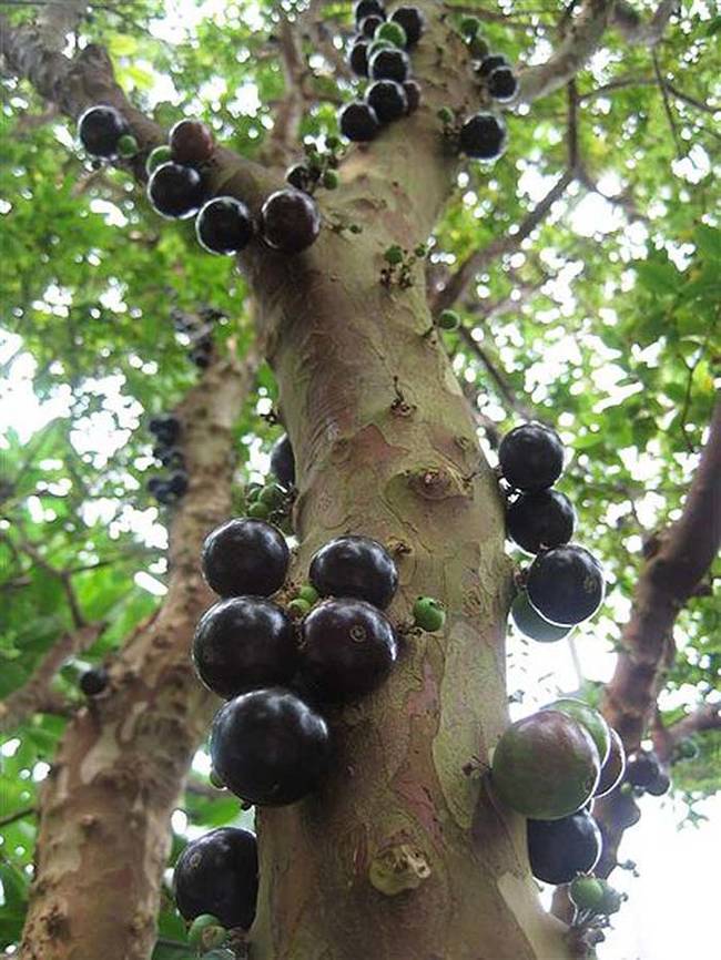 In the wild, jabuticaba trees flower about twice a year, making their berries a local delicacy.