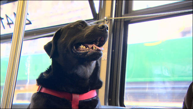 Owner Jeff Young explains, "We get separated. She gets on the bus without me, and I catch up with her at the dog park."