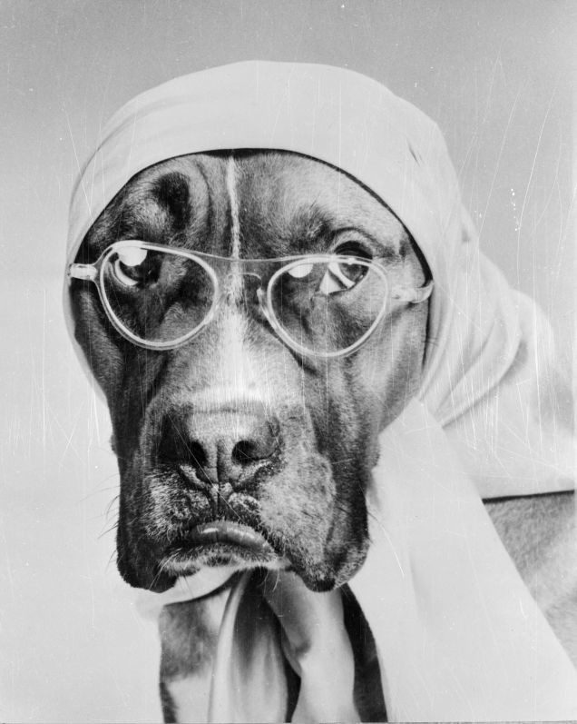 This head scarf-glasses combo was very fashionable circa 1950.