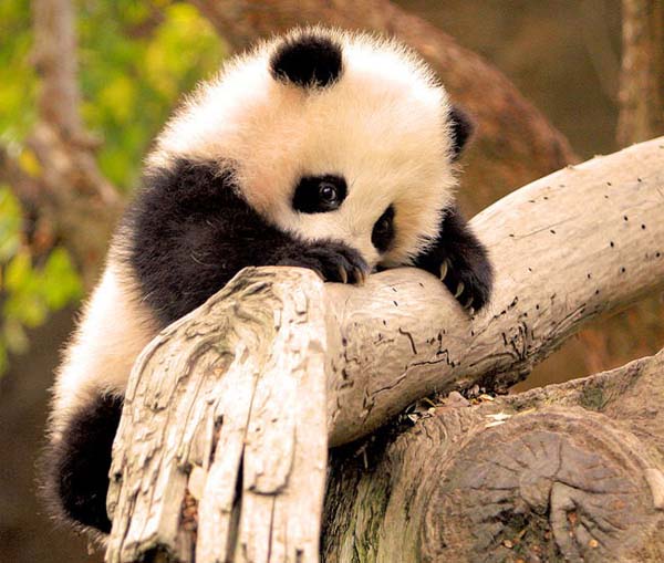 2.) Don't be shy, panda. I love you.