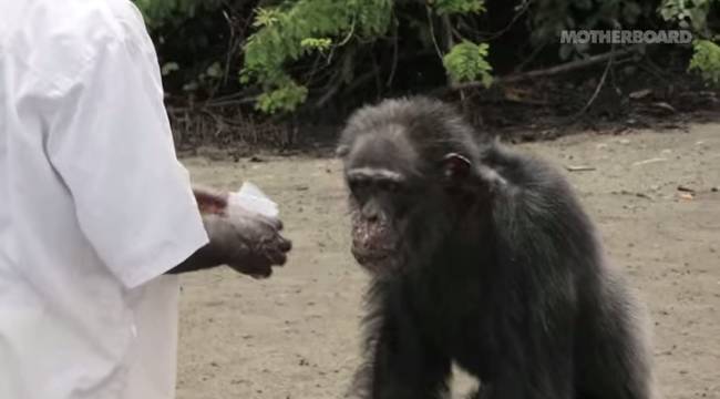 Her team brought the chimps to live on the island on their own. A staff of trained Liberians feed them and provide medical aide.