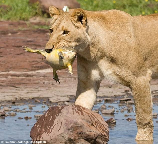 She did it! The young lioness caught a toad and boastfully carried it around in her mouth. 