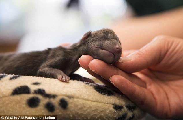 So far, the five other babies are doing well, and will be hand-reared by the staff at WAF until they are six months old.