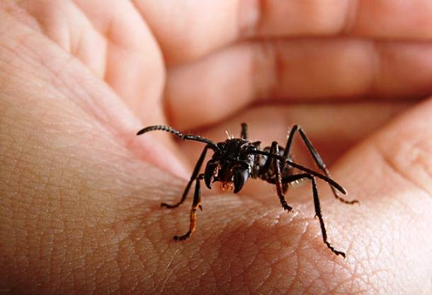 9.) The bullet ant is known to deliver the most painful bites (hence the name). The pain can last for 24 hours.