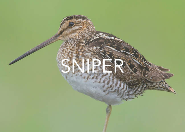 This originally referred to those who literally shot at snipes, a particularly difficult bird to target for hunters.