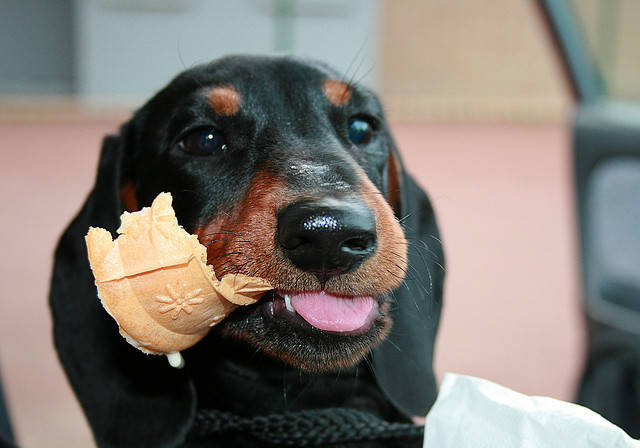 Puppy-Friendly Ice Cream