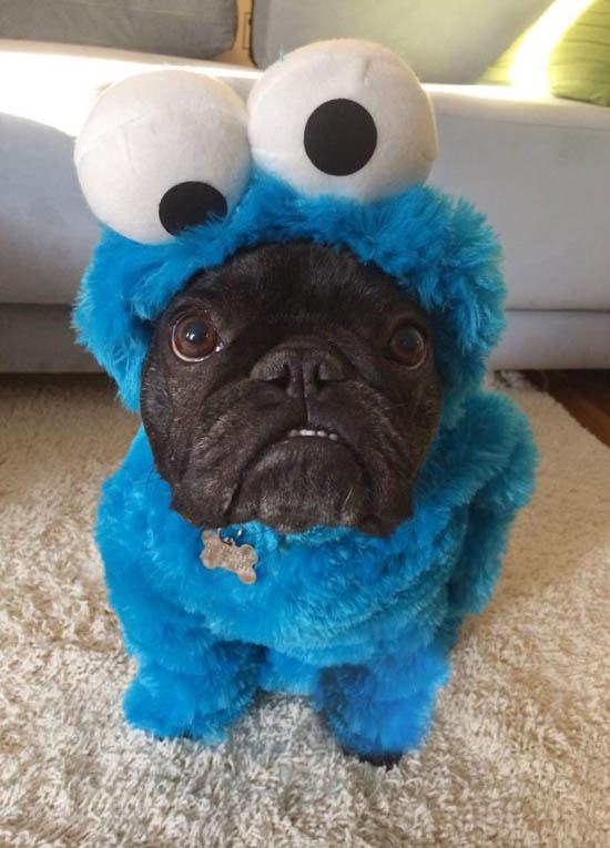 This dog doesn't understand why you keep asking if he wants a cookie. The answer would be "yes" regardless if he was wearing this stupid thing or not.