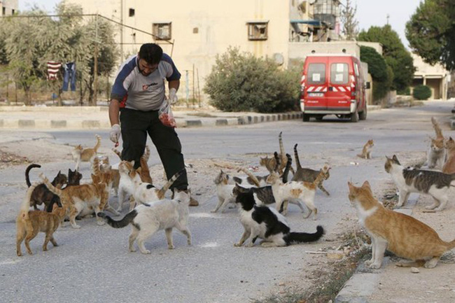 His name is Alaa and he spends his days feeding roughly 150 cats in the abandoned town.