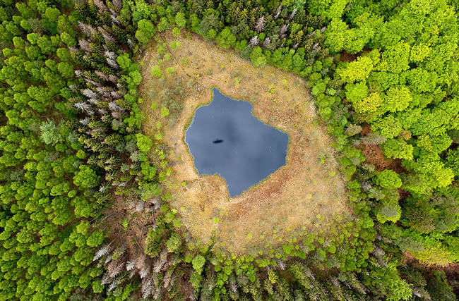 Forest Lake - Poland.