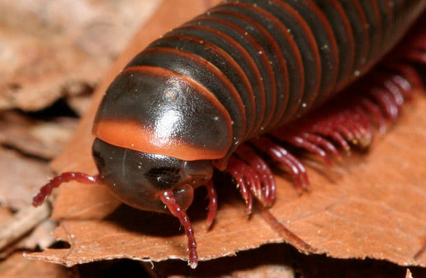 Giant African Millipede