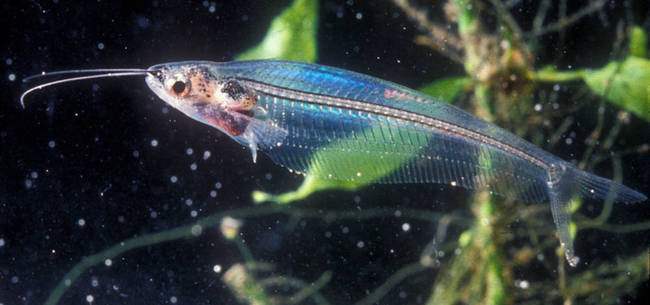 4.) Glass Catfish