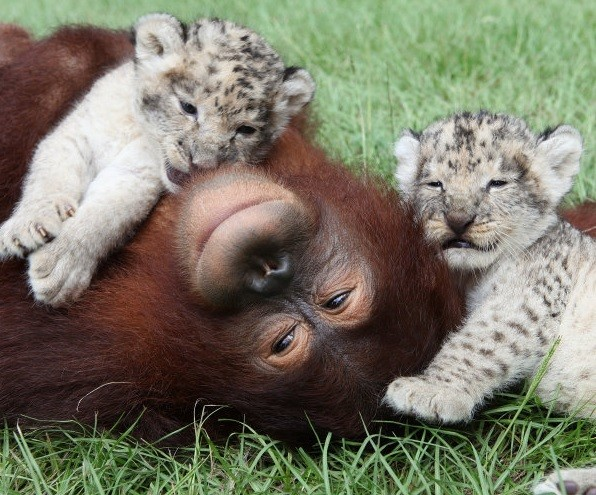 8.) Hanama the orangutan at the Myrtle Beach Safari Park in South Carolina enjoys is fostering two orphan lion cubs until they are able to fend for themselves.