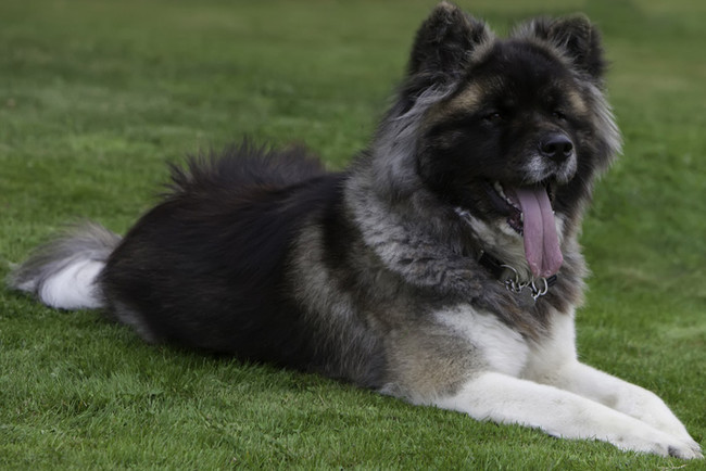 Akita Inu