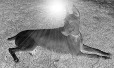 1.) Supposedly, Rudolph Valentino's Great Dane, Kabar, haunts the Los Angeles Pet Cemetery. He has been known to give visitors ghostly licks and nudges from beyond the grave.