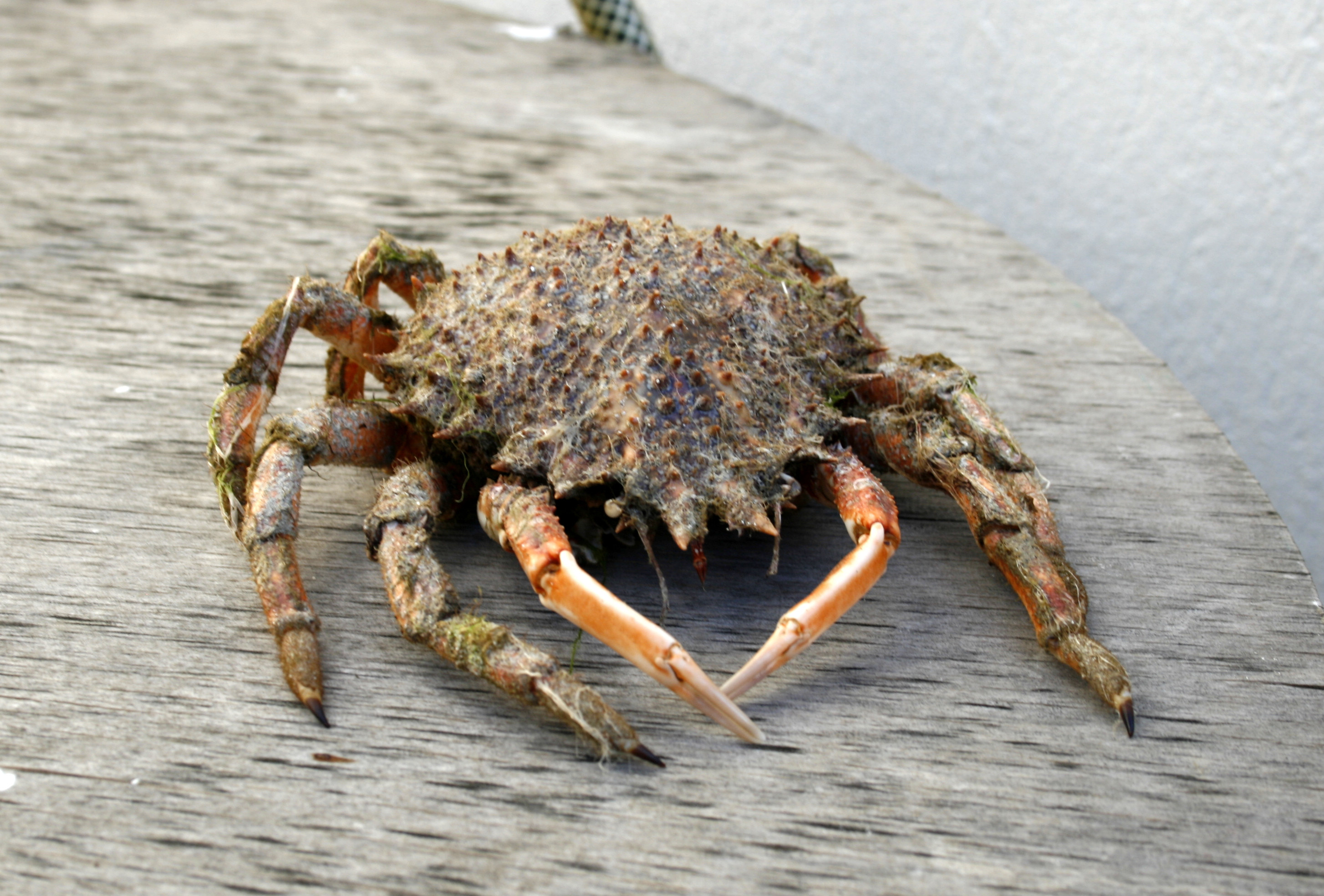 The shells are nearly intact. I would not want to step on that with a bare foot.